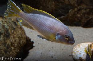 Metriaclima lanisticola